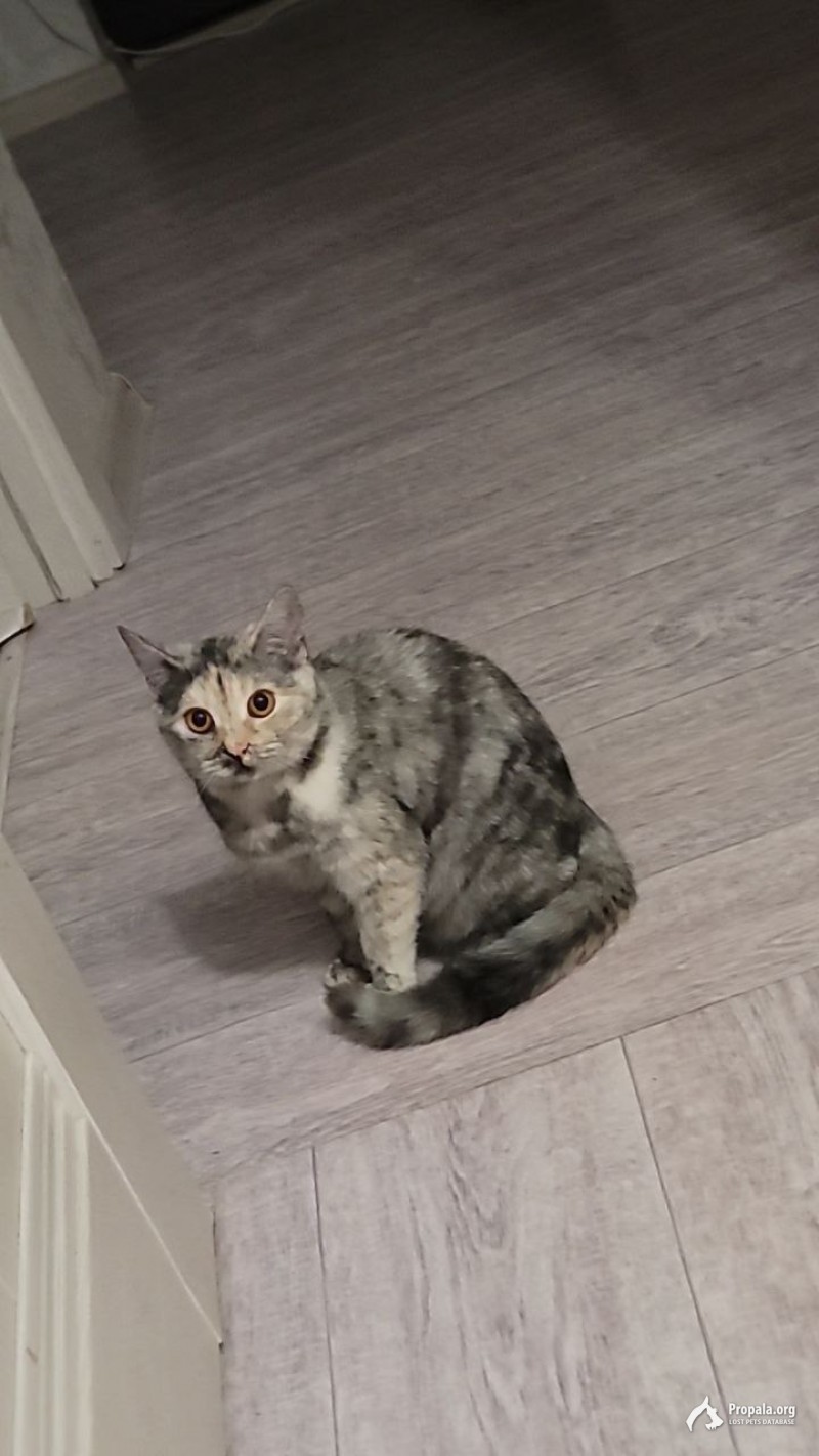 сумашедшая кошка