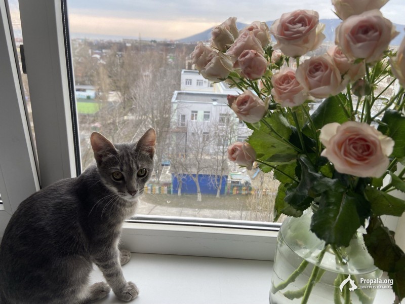 Потерялся кот, Новороссийск