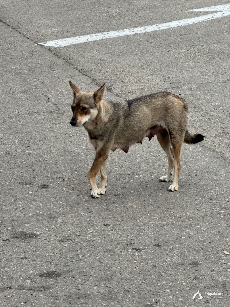 У собаки сломана лапа! Возьмите её щеночка себе!