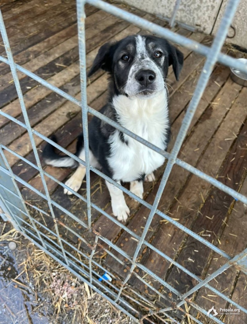 Пропала собака