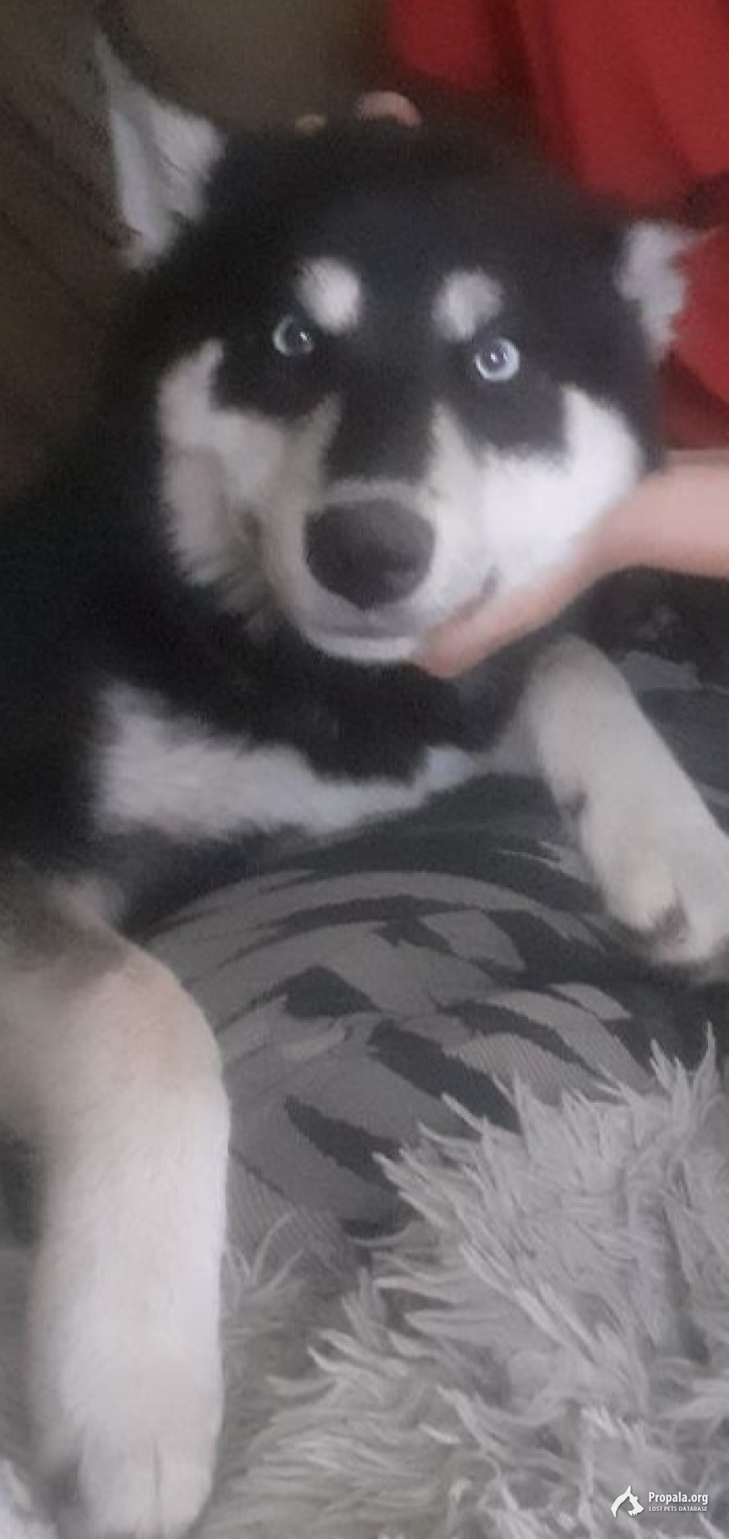 СРОЧНО!!! ПРОПАЛ КОБЕЛЬ!!!