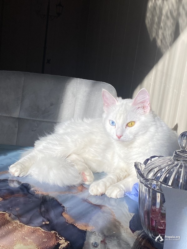 пропала кошка, выпала с 4 этажа