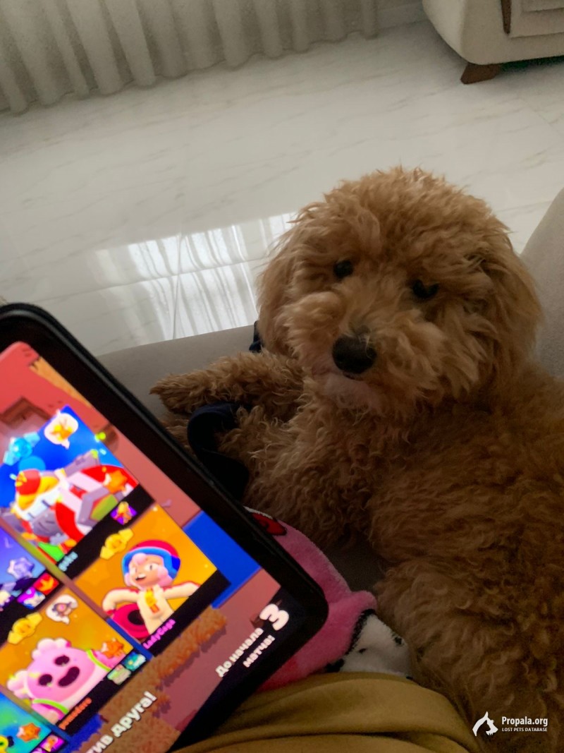 ПРОПАЛА СОБАКА!!