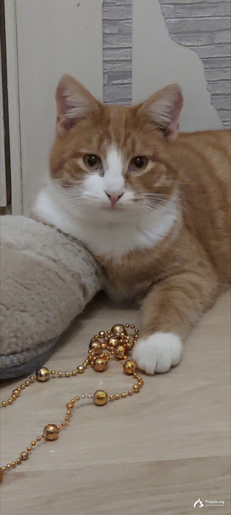 Пропал рыжий кот Симба