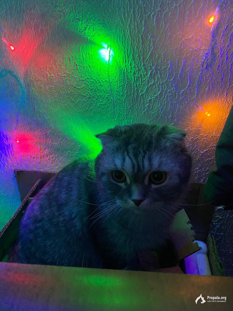 Потерялся кот