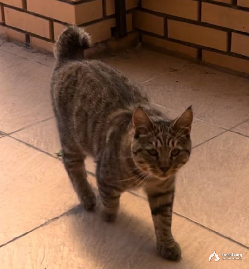 Пропал кот Мартин