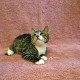Котенок Арамис