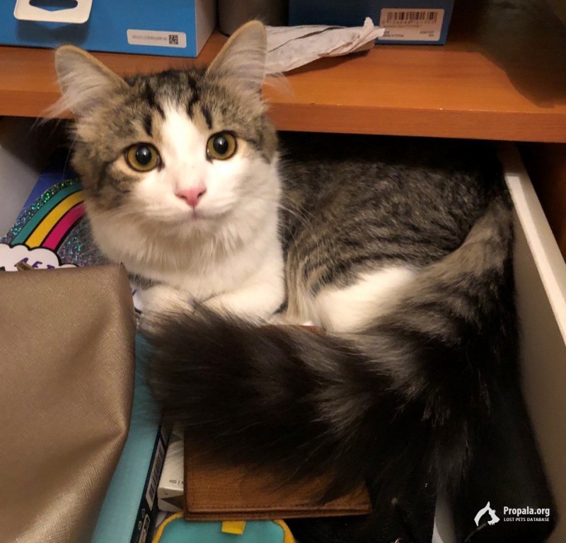 ПРОПАЛА КОШКА