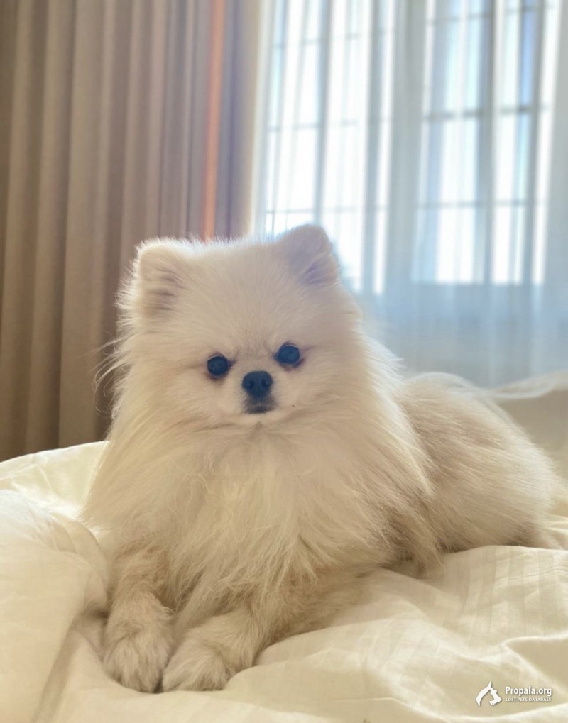 Пропал белый шпиц малый, мальчик, 2 года.