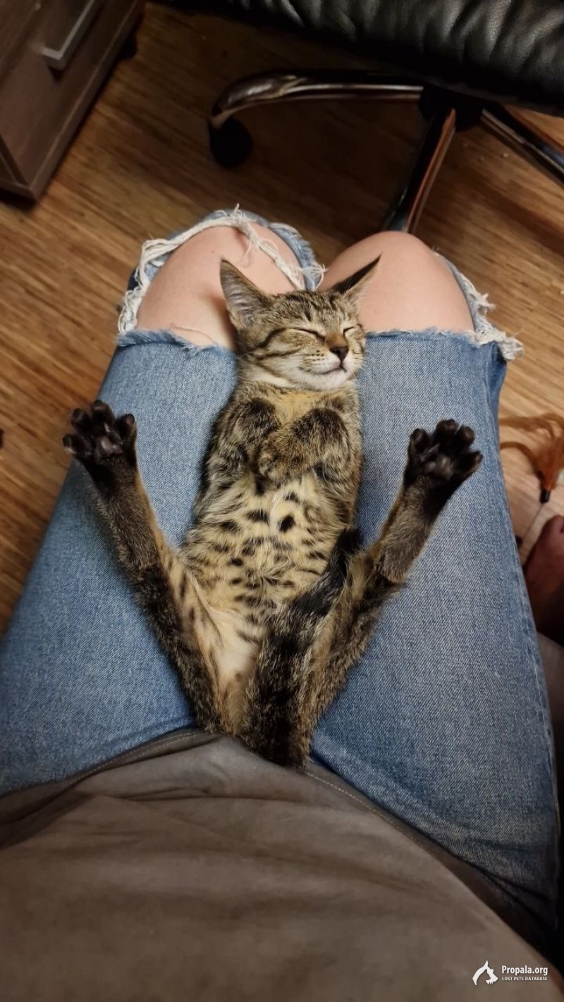 Котенок Портос