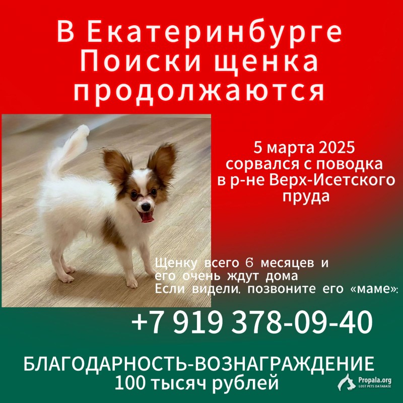 Пропала собака