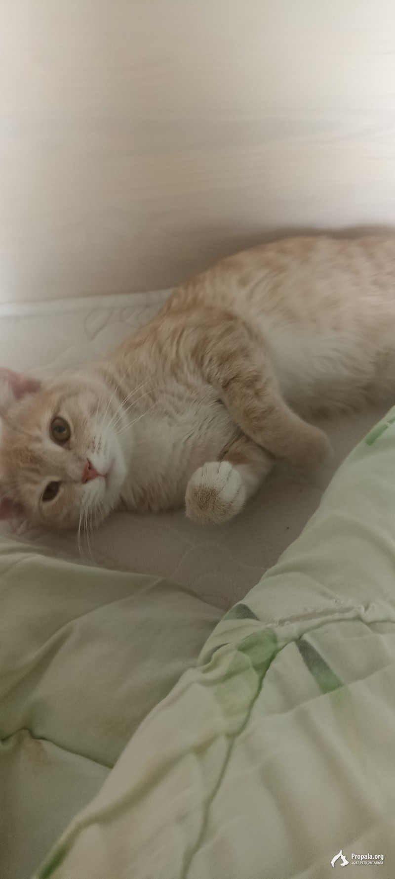 Пропал Котик!