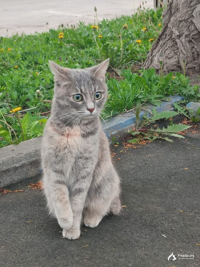 Нашли кошку