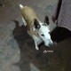 Пропала собака в СНТ Ильинское