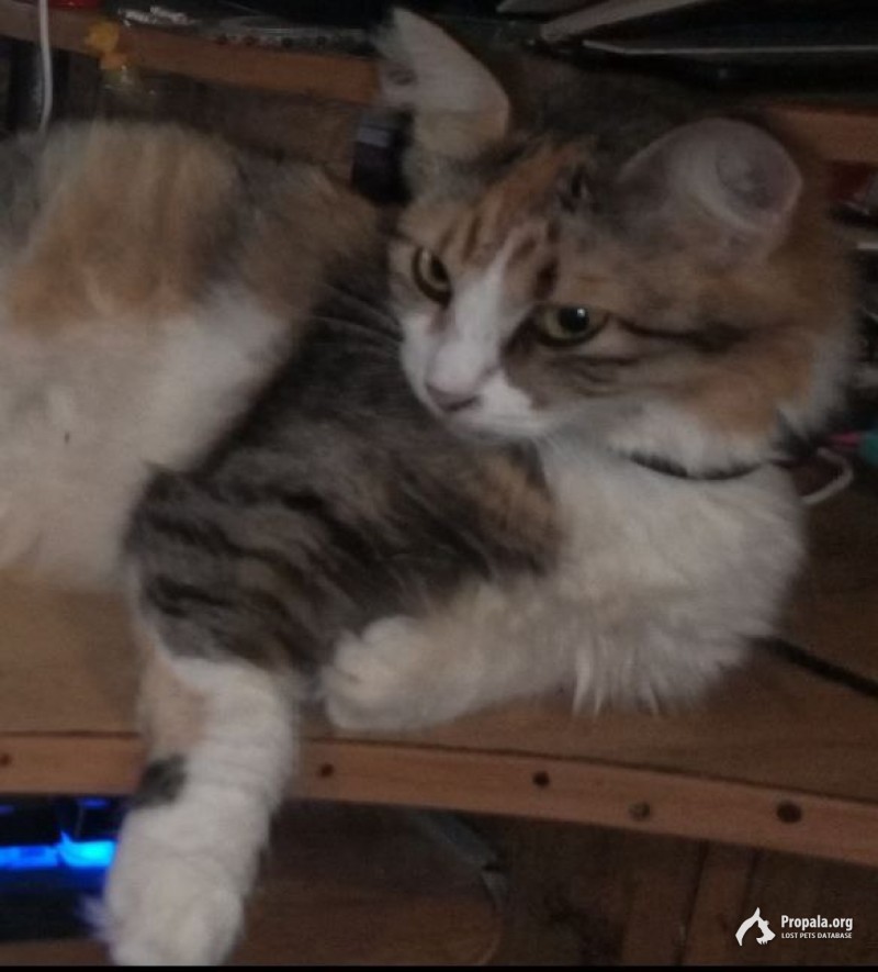 Пропала кошка