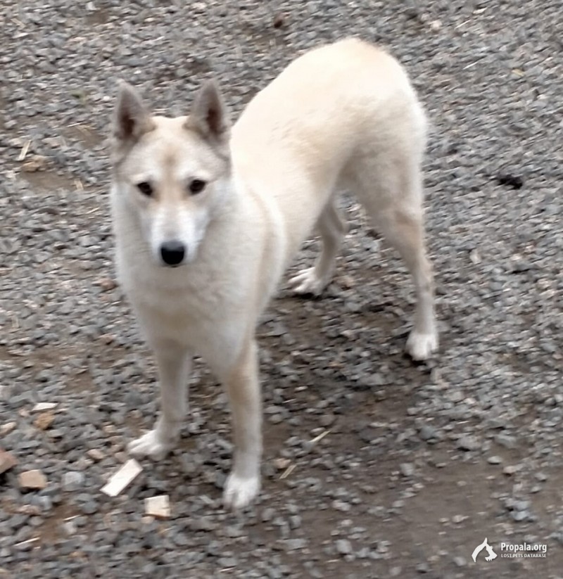 Пропали две лаки