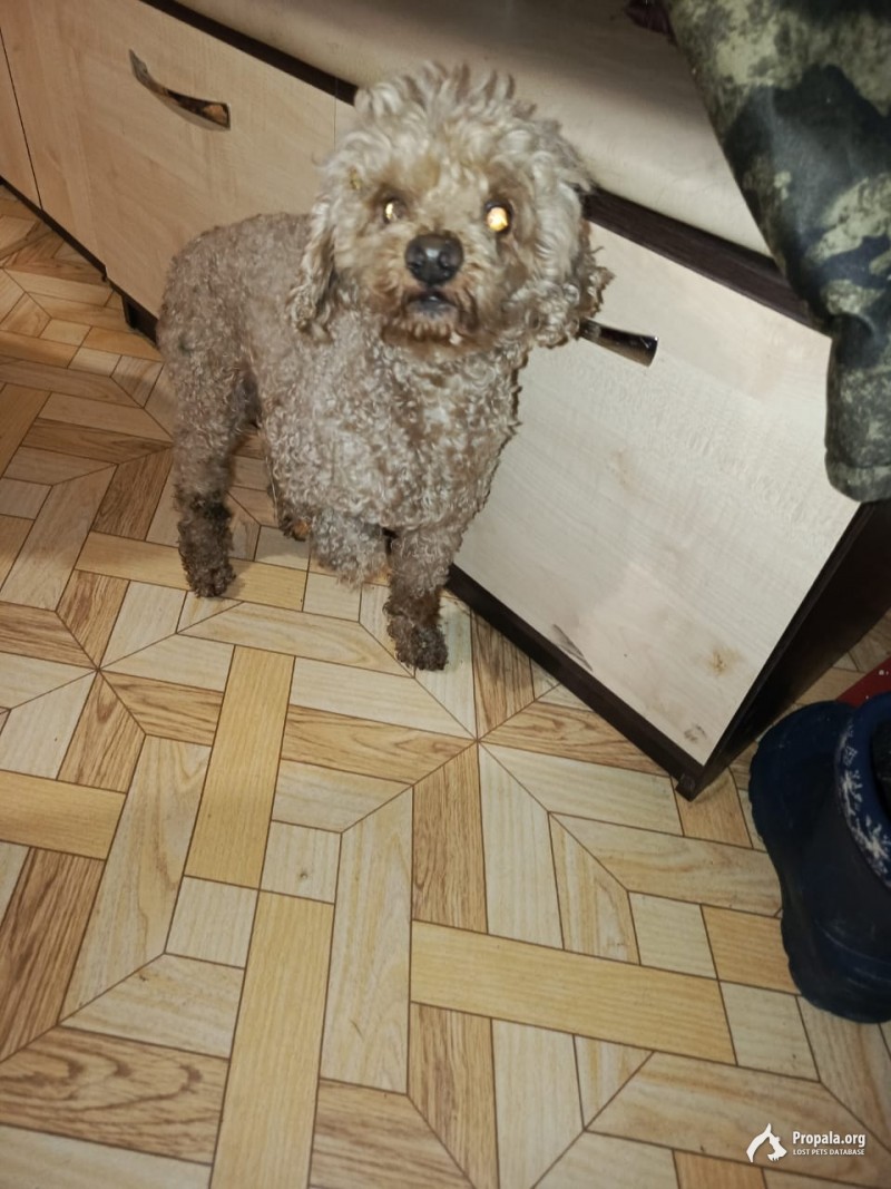 Найден Пудель карликовый, ищем хозяев