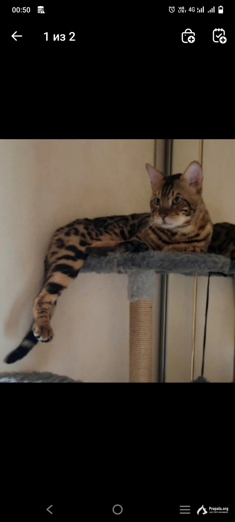 Потерялся кот, бенгальский