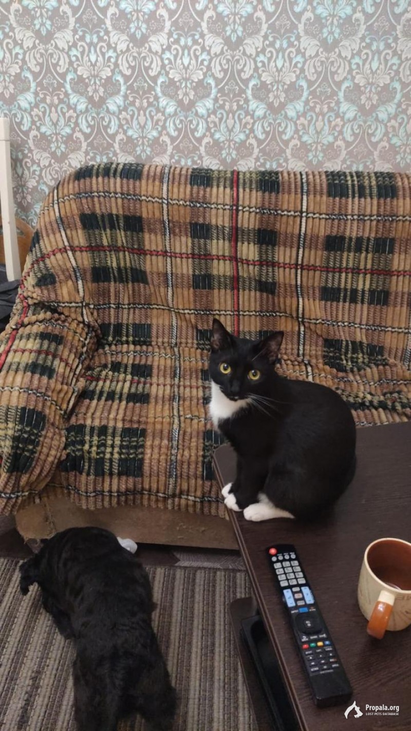 Помогите найти кошечку