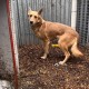 Пропала наша кураторская собака