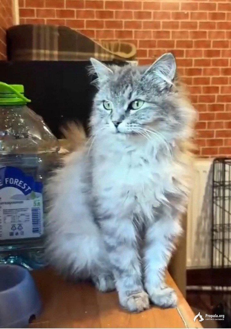 Кошечка ласкуша в добрые руки