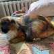 Пропала трёхцветная кошка, Тимирязевский р-н