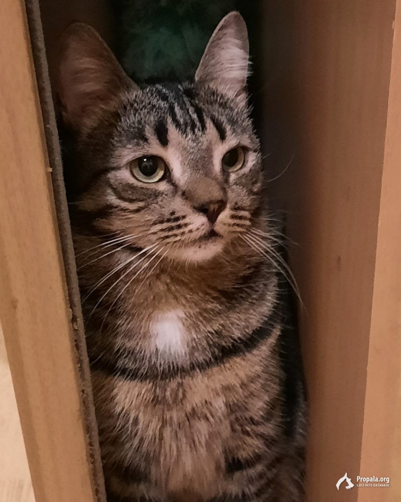 ПРОПАЛ КОТ