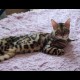 Потерялся кот, бенгальский