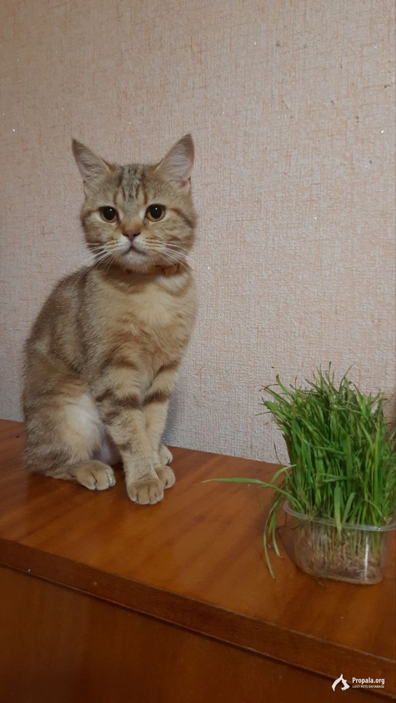 Пропала кошка в Пятигорске