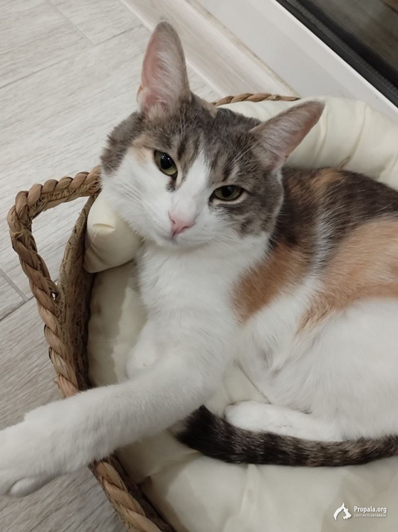 Потерялась кошка!