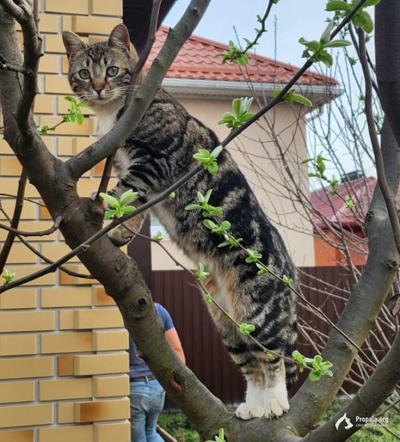 Пропал кот