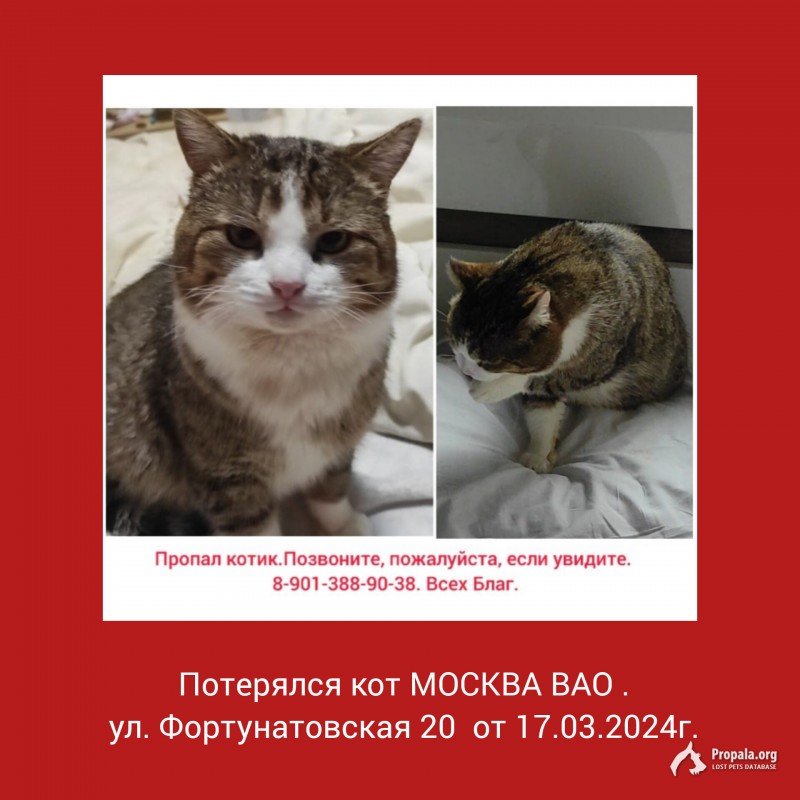 Потерялся кот. Москва ВАО. Помогите!!!
