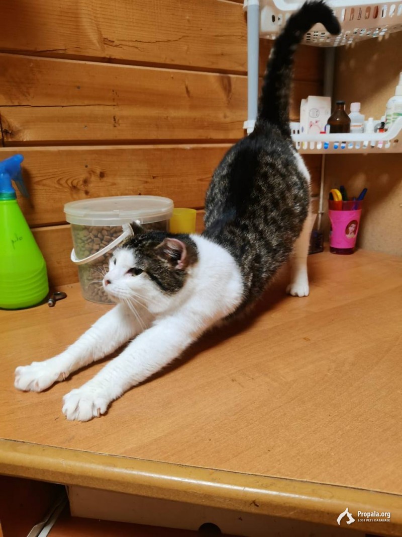 Маленький тигр в доме - это прекрасно! Кошка в дар