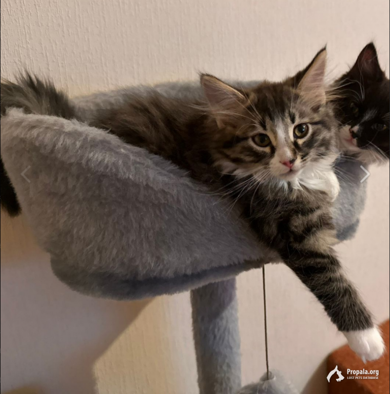 Потерялся котик!