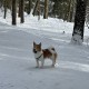 Пропал пёс Жорик