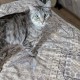 Пропала кошка