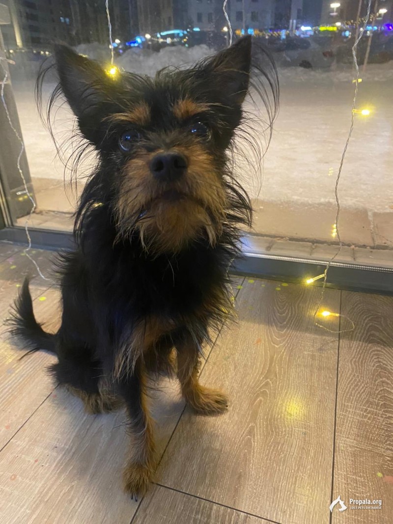 ПРОПАЛА СОБАКА