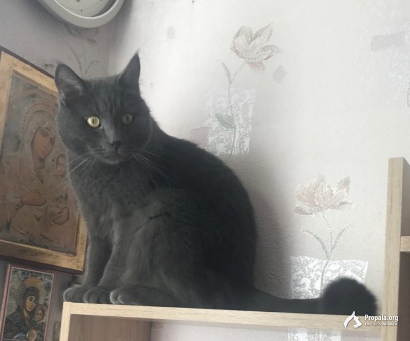 Пропал кот похож на русского голубого