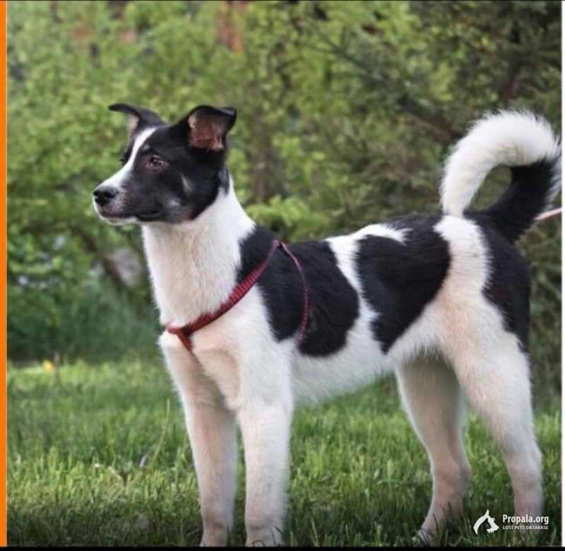 Кора задорная молодая девчонка, 1,5 года в дар