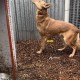 Пропала наша кураторская собака
