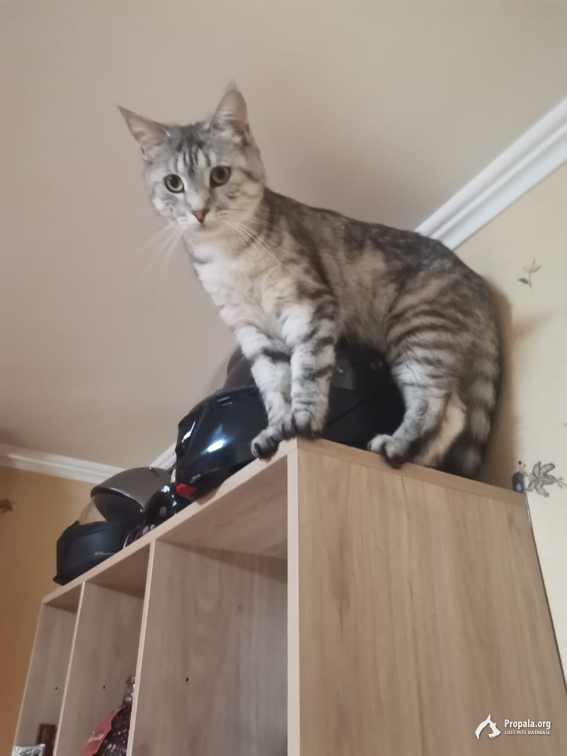 Пропала кошка