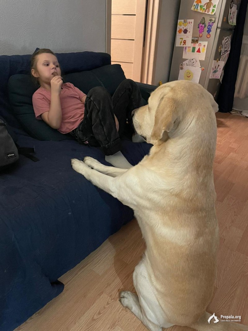 28 апреля в Гатчине пропал лабрадор