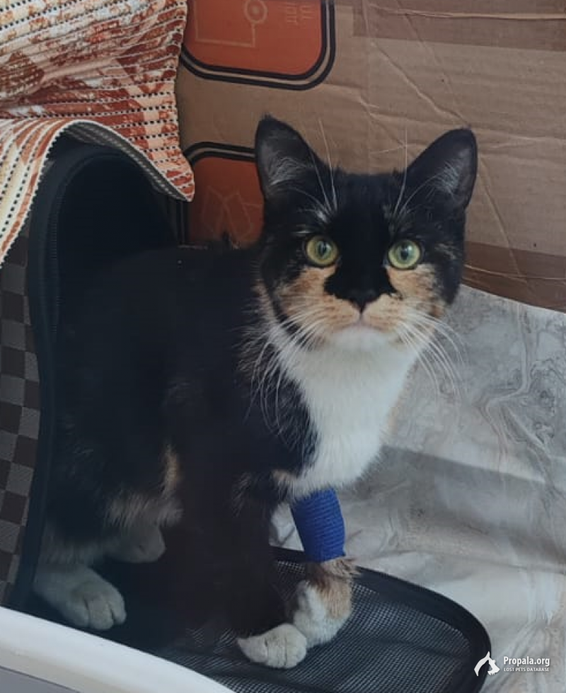 Найдена кошка, в районе ст.Лось