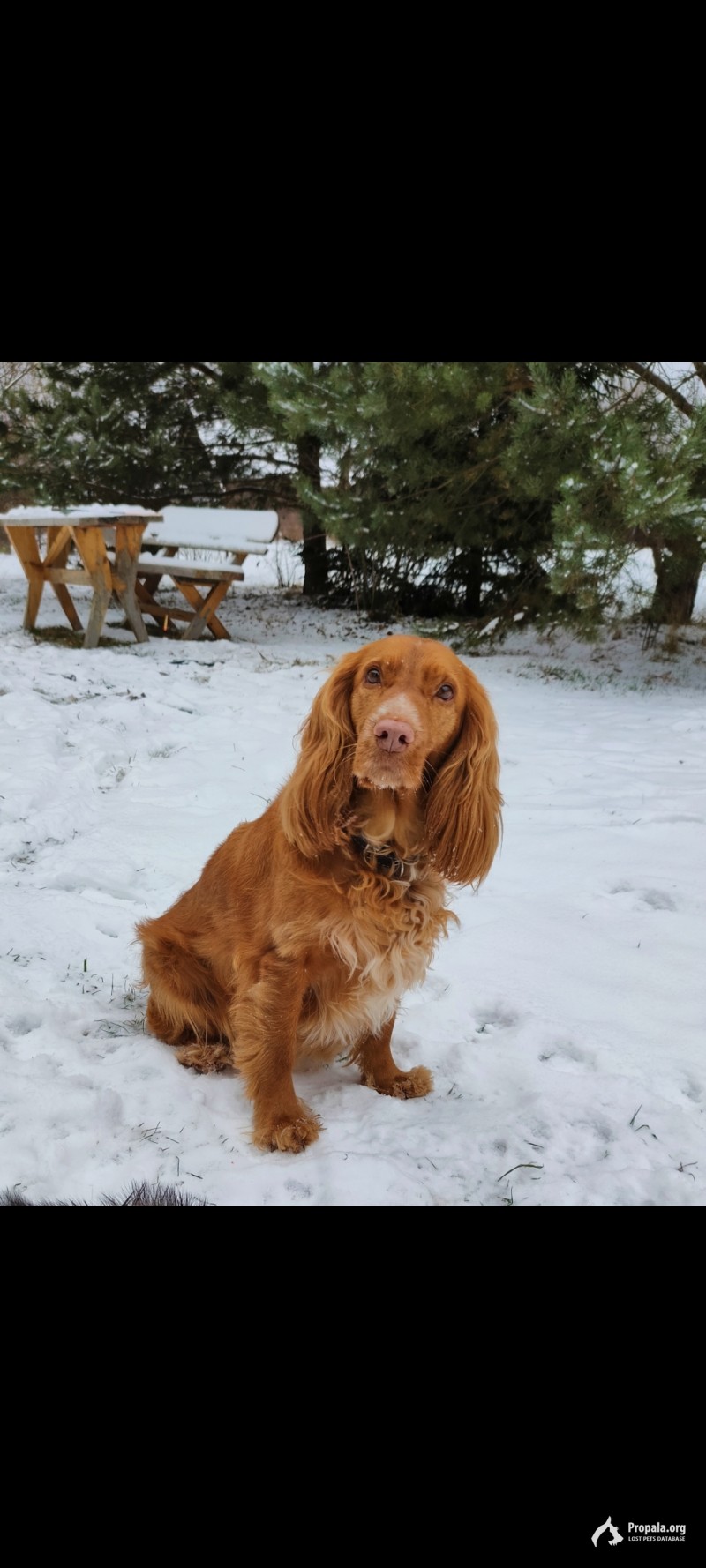 Потерялась собака