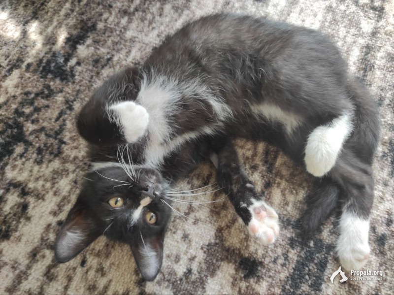 Свой дом ищет котенок Гарри