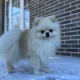Пропал белый шпиц малый, мальчик, 2 года.