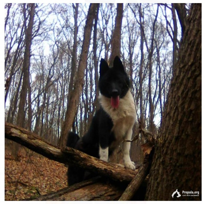 Пропала собака