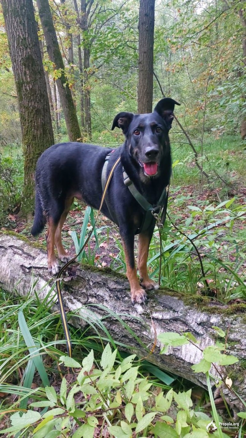 Герра сбежала с передержки