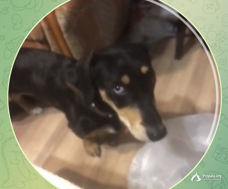 Потерялась собака по кличке Джессика