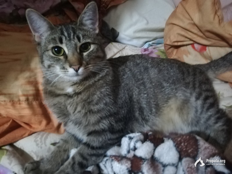 Пропала кошка 28.06 г. Рязань!